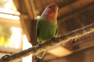 Agapornis pullarius - Orangeköpfchen